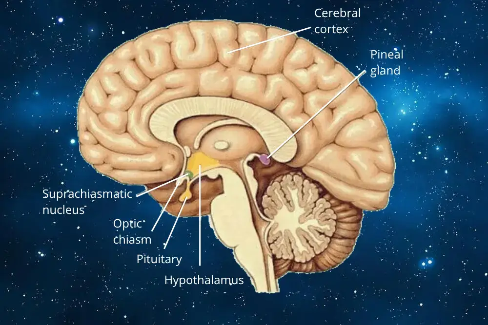 Cerebral cortex